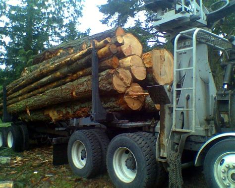 Standing dead lodgepole pine being harvested off an active USFS Timber Sale. . Log truck load of firewood
